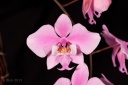 130219_Phal_schilleriana_CM4.jpg