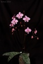 130219_Phal_schilleriana_E2.jpg