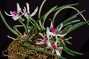 130309_Leptotes_bicolor.jpg