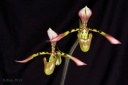 130309_Paphiopedilum_haynaldianum~0.jpg