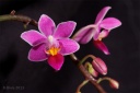 130309_Phal_equestris_Vinciane.jpg
