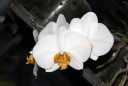 130329_Phal_Feria_x_philippinensis.jpg