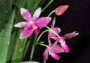 Nom du fichier=130401_Phalaenopsis_modesta_Laurence.jpg
Taille du fichier=226Ko
Dimensions : 800x568
Ajouté le : 01 Avril 2013 130401_Phalaenopsis_modesta_Laurence.jpg