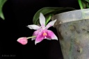 130401_Phalaenopsis_modesta_moche.jpg