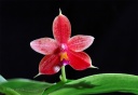 130414_Phalaenopsis_Fribourg.jpg