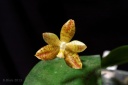130429_Phal_Kenanga_flava.jpg