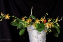 130429_Phal_ManForce2.jpg