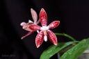 130429_Phal_cornigiana_x_speciosa.jpg
