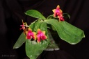 130510_Phalaenopsis_Princess_Kaiulani.jpg