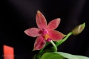 130513_Phal_Arnel_Tobia1.jpg