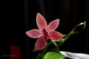 130513_Phal_Arnel_Tobia3.jpg