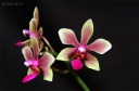 130524_Phalaenopsis_Braquestris_Melmi_2eme.jpg