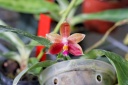 130630_Phalaenopsis_Fribourg2eme.jpg