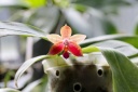 130630_Phalaenopsis_Fribourg2eme2.jpg
