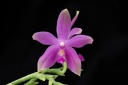 140728_Phal_Java.jpg
