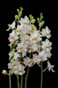 140728_Phal_regneriana2.jpg