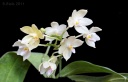 Nom du fichier=110501_Phalaenopsis_floresensis2.jpg
Taille du fichier=109Ko
Dimensions : 800x518
Ajouté le : 01 Mai 2011 110501_Phalaenopsis_floresensis2.jpg