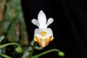 120225_Phal_lobbii_vietanmica.jpg