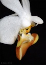 120225_Phal_lobbii_vietanmica2.jpg