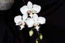 120304_Phalaenopsis_sanderiana_alba.jpg