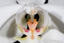120304_Phalaenopsis_sanderiana_alba2.jpg
