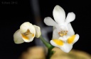 120321_Phalaenopsis_thailandica.jpg