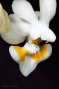 120321_Phalaenopsis_thailandica3.jpg