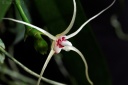 120322_Thrixspermum_leucarachne3.jpg