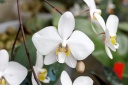 120324_Phalaenopsis_philippinensis2.jpg