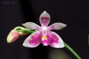 120417_Phalaenopsis_modesta.jpg