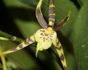 Brassia.jpg