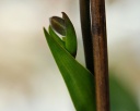 bouton-phragmi2.jpg