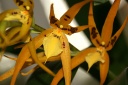 brassia-jaune.jpg