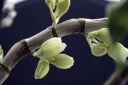 dendro-ouvdrture.JPG