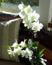 dendroPhalBlanc1.jpg