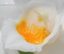 IMG_0783_labelle.jpg