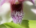 IMG_0933r.jpg