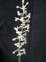 DSC08930.JPG
