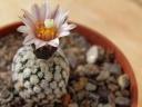 Turbinicarpus_valdezianus.JPG