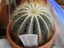 Nom du fichier=cactus2.jpg
Taille du fichier=112Ko
Dimensions : 640x480
Ajouté le : 26 Février 2012 cactus2.jpg