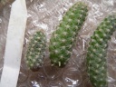 Nom du fichier=cactus3.jpg
Taille du fichier=94Ko
Dimensions : 640x480
Ajouté le : 26 Février 2012 cactus3.jpg