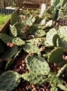 Nom du fichier=cactus5.jpg
Taille du fichier=60Ko
Dimensions : 262x350
Ajouté le : 26 Février 2012 cactus5.jpg