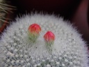 Nom du fichier=cactus9.jpg
Taille du fichier=89Ko
Dimensions : 640x480
Ajouté le : 26 Février 2012 cactus9.jpg