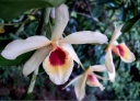 dendrobium.jpg