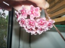 floraison_2012_001.jpg