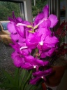 floraison_2012_004.jpg