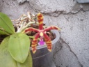 orchidees_2012_008.jpg