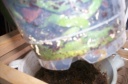 orchidees_et_boites_fer_003.jpg