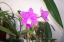 orchidees_et_boites_fer_006.jpg