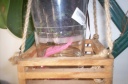 orchidees_et_boites_fer_010.jpg